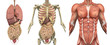 Anatomical Overlays - Male Torso with Organs