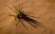 Spiky Shadows in the Sand