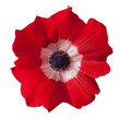 red/white anemone