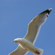 Mouette