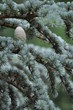 Cone of the Blue Atlas Cedar