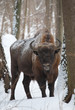 European bison bull in winter European bison bull in winter