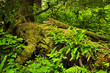 Lush temperate rainforest