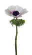 アネモネ（Anemone)