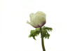 アネモネ（Anemone)