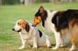 Two dogs Two dogs