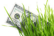 Photo: dollars in grass dollars in grass