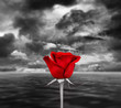 Red rose sea and sky