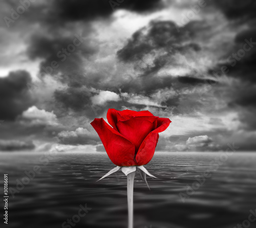Foto: Red rose sea and sky Red rose sea and sky