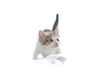 Grey kitten, isolated over white background