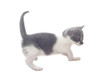 Grey kitten, isolated over white background
