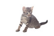 Grey kitten, isolated over white background