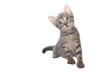 Grey kitten, isolated over white background