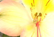 A Close Up Look at a Pink and Yellow Lily