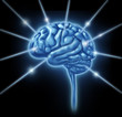 brain connections intelligence lobe sections divisions