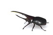 Illustration: Hercules bug Render Hercules bug Render