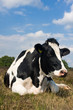 Holstein cow
