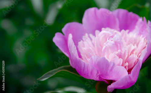 Photo: pink peony pink peony