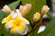 Frangipani