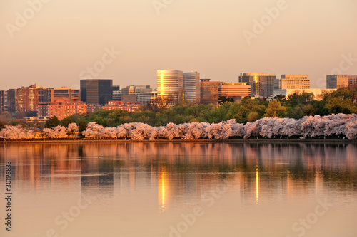 Photo: Skyscrapers of Rosslyn, VA with cherry blossom in sunrise Skyscrapers of Rosslyn, VA with cherry blossom in sunrise