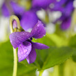 closeup on Common Violet flower with dew closeup on Common Violet flower with dew