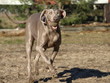 Weimaraner mit Ball in Action