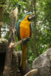 ecuadorian parrot