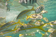 caribbean fish