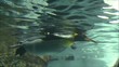 Pinguin unter Wasser
