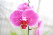Pink Phalaenopsis orchid Pink Phalaenopsis orchid