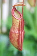 Nepenthes ,eat insect flower, Nepenthes ,eat insect flower,