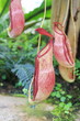 Nepenthes ,eat insect flower in forest, Nepenthes ,eat insect flower in forest,