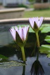White purple lotus bud flower