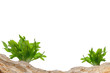 Aquarium background