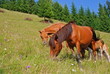 Horses on a hillside