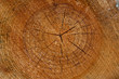 Tronc d'arbre