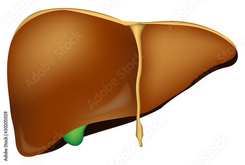Vector: liver liver