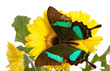 Emerald Swallowtail Butterfly
