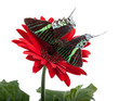 Sunset Moth (Urania Leilus)