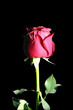 Rose in black.