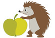 vector illustration of  hedgehog with apple