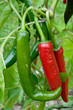 Red and Green Chillies