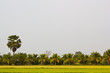 palm-tree