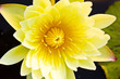 yellow lotus