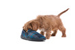 Puppy playing with slipper