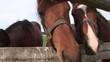 Three beautiful horses as three friends