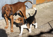Linguaggio Canino