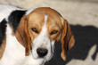 Cane Beagle