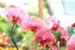 pink orchid (phalaenopsis)