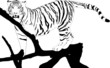 White Tiger